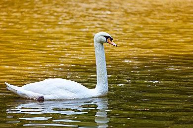 “地表最强CPU”锐龙7 9800X3D已在亚马逊、新蛋售罄
